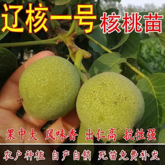 平邑县 辽核一号核桃苗 核桃树苗 嫁接核桃苗 南方北方种植