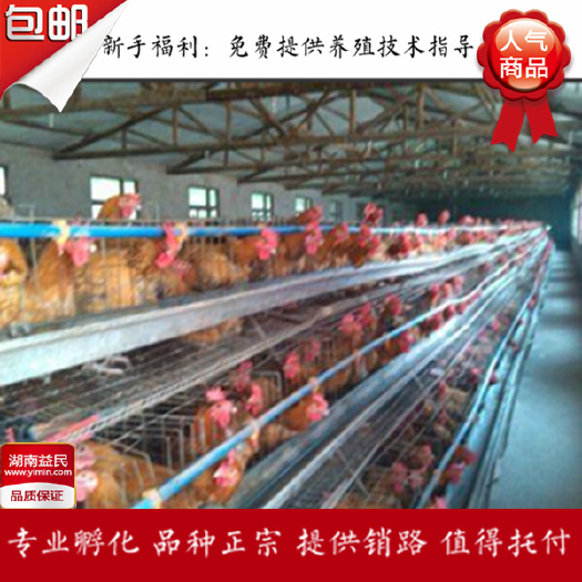 衡阳湖南青脚麻鸡苗肉鸡苗大种鸡苗清远麻鸡苗散养纯种包打疫苗