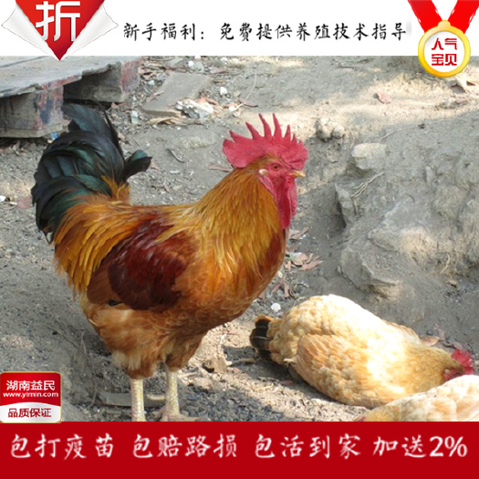 湖南三黄鸡苗黄土1、2黄土1.5鸡苗散养鸡苗纯种包疫苗包邮
