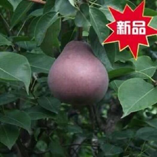平邑县 果树苗嫁接梨树苗 意大利黑梨苗 凯瑞普梨子苗 当年结果