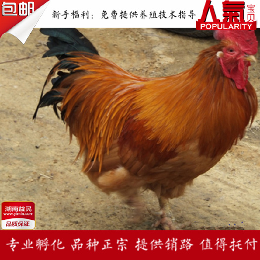 衡阳 湖南正宗快大鸡苗快大黄鸡苗肉鸡苗快大黑鸡苗纯种包打疫苗