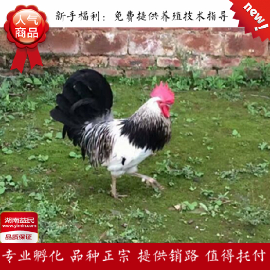 衡阳鹊山鸡鸡苗  湖南鹊山鸡苗放养鸡苗走地鸡苗观赏鸡苗纯种包打疫