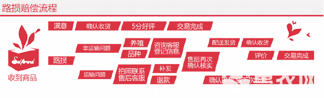 湖南麻鸭苗土鸭苗肉鸭苗毛色漂亮肉质鲜美纯种包打疫苗