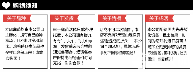 湖南麻鸭苗土鸭苗肉鸭苗毛色漂亮肉质鲜美纯种包打疫苗