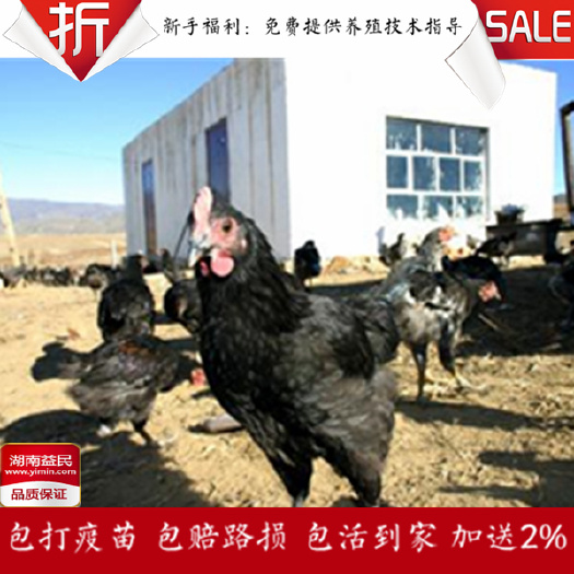 衡阳 湖南快大鸡苗快大黑鸡苗肉鸡苗黑鸡苗纯种包打疫苗包邮