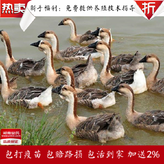 衡阳湖南散养灰鹅苗肉鹅苗大种鹅苗快大型鹅苗纯种包打疫苗