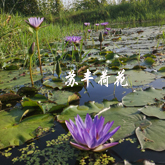 上海 睡莲苗睡莲种球 盆栽睡莲批发