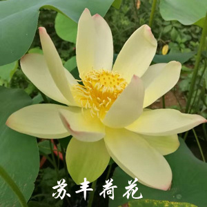 徐州 荷花苗荷花种苗荷花种藕