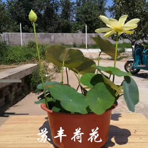 上海 荷花盆栽批发  精品盆栽荷花批发