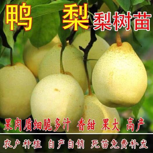 平邑县 梨树苗南方北方种植当年结果包邮室外地栽 鸭梨 梨树苗