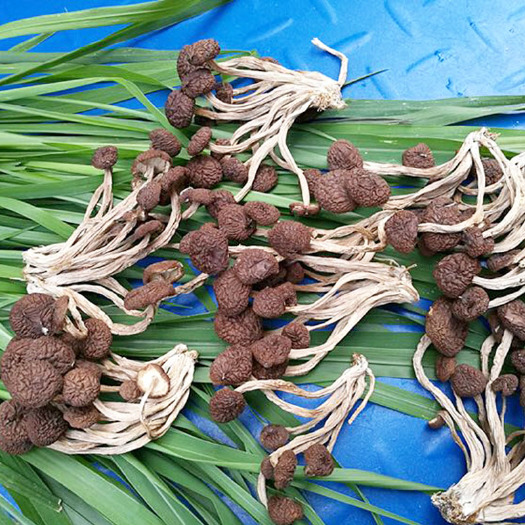 广昌县 茶树菇干货广昌5号茶树菇