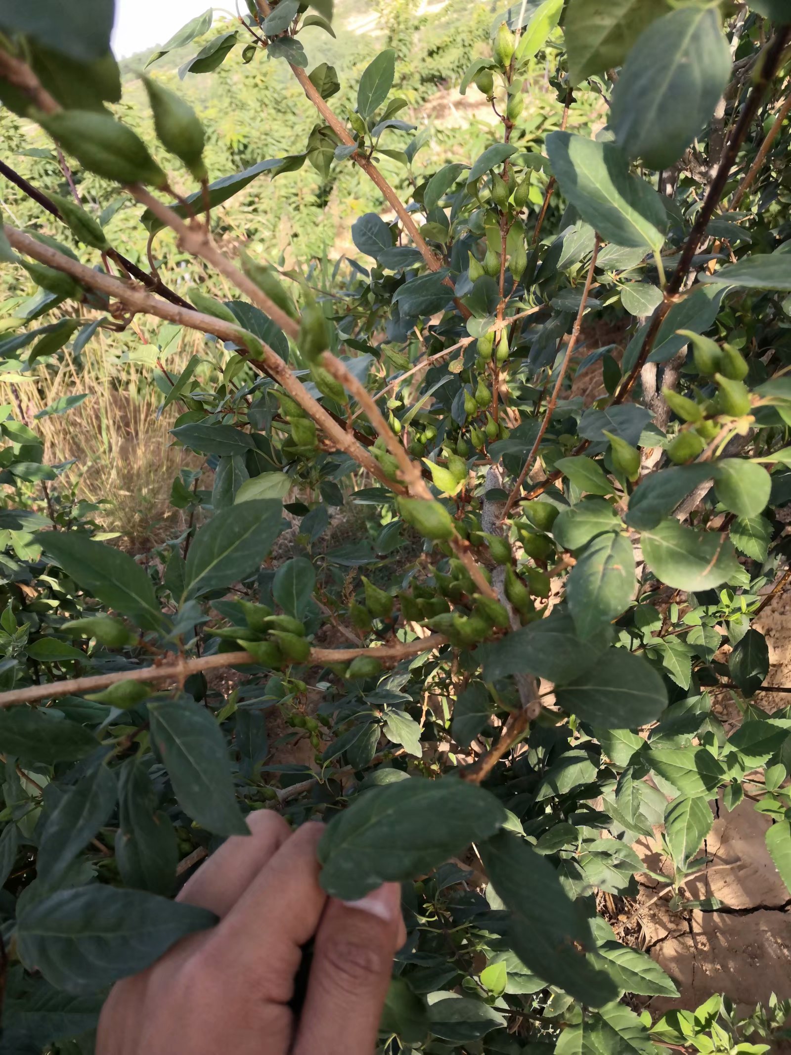 山西5号连翘苗 一年连翘苗 二年连翘苗 连翘苗批发基地