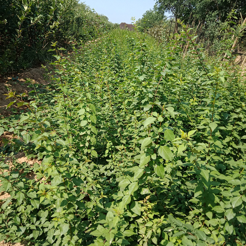 山西5号连翘苗 一年连翘苗 二年连翘苗 连翘苗批发基地