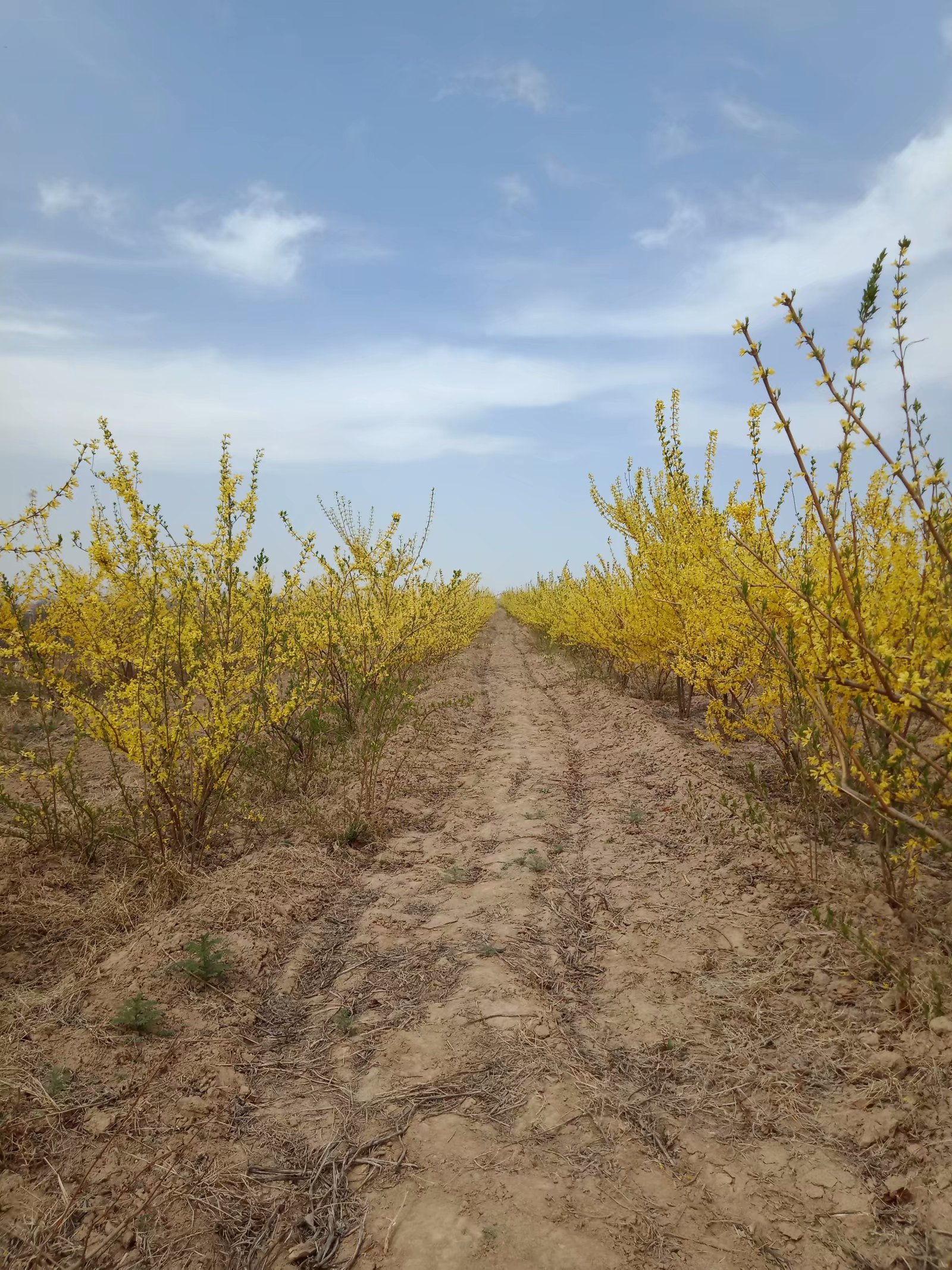 山西5号连翘苗 一年连翘苗 二年连翘苗 连翘苗批发基地
