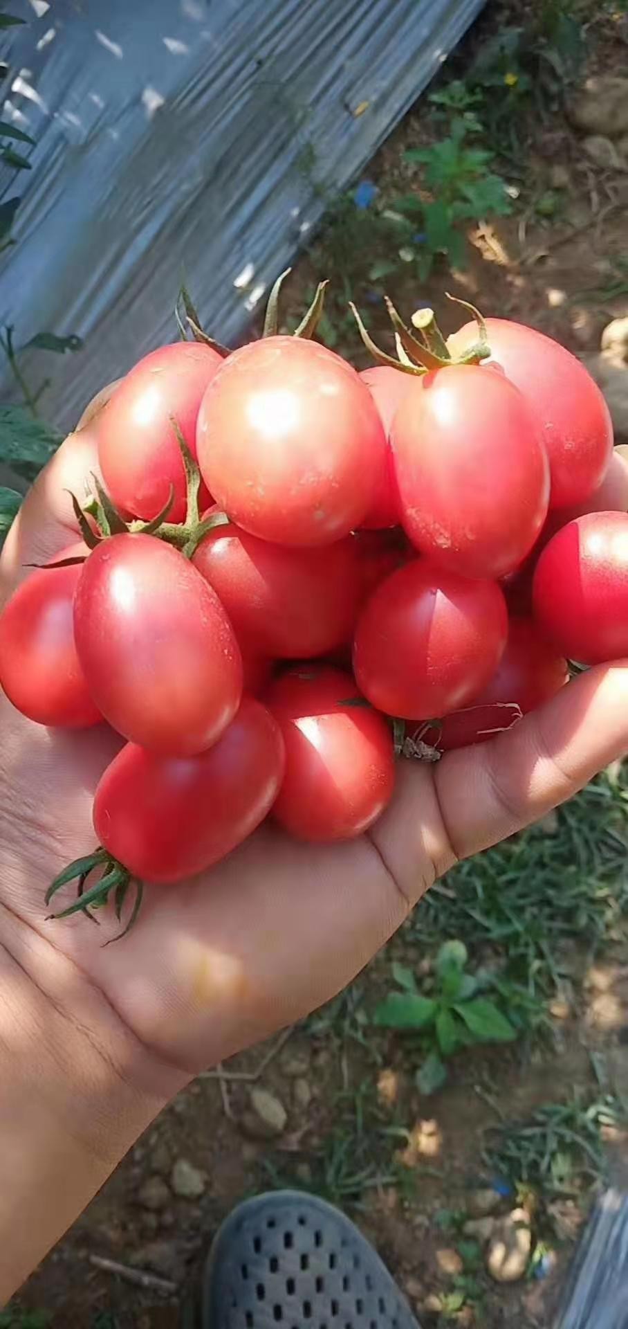 电白千禧圣女果