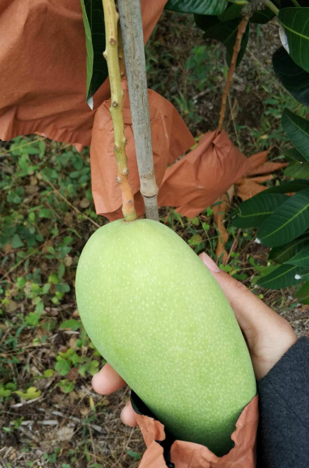 海南金煌芒 套袋大青芒 保质保量 产地直供 批发供应