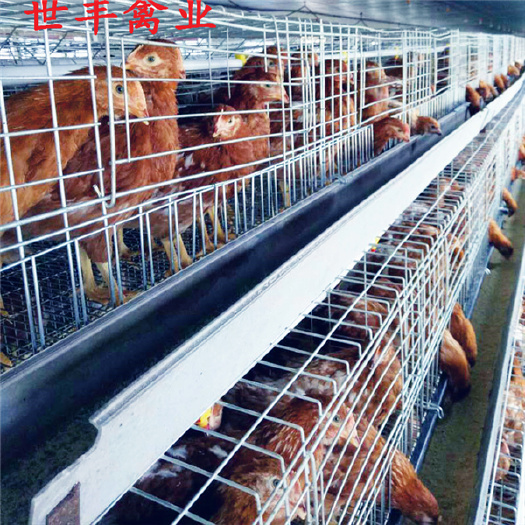  河南青年鸡养殖场 山西蛋鸡育成鸡价格 山东褐壳脱温鸡