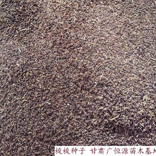 临泽县 供应梭梭种子 当年新加工梭梭籽种 苗圃育苗精品梭梭籽