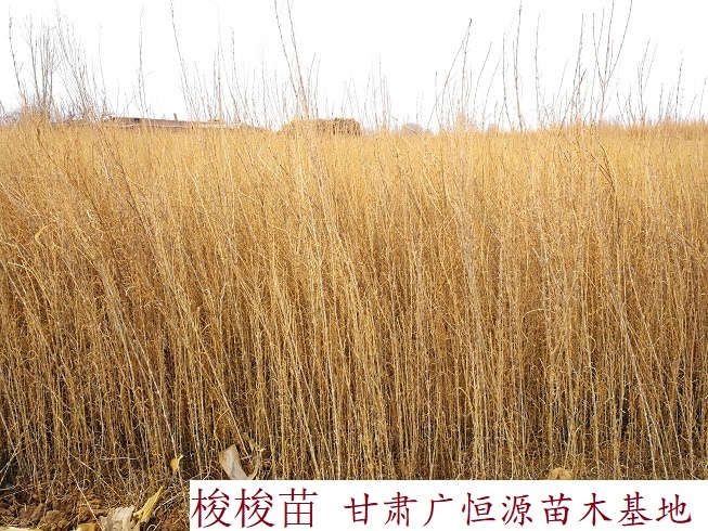 临泽县 供应梭梭苗 一年生梭梭树苗 30公分以上梭梭苗木