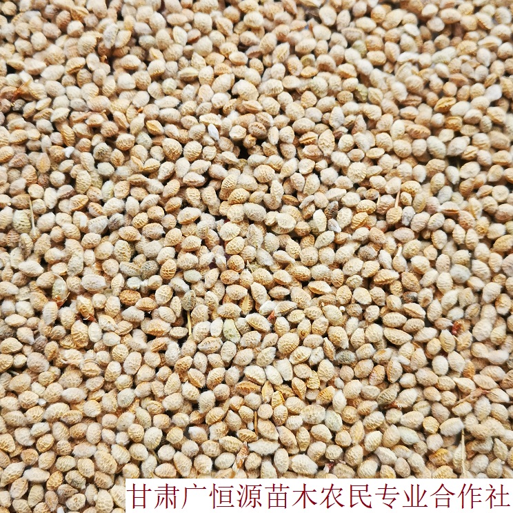 临泽县 供应花棒种子 当年新加工花棒籽种 花棒籽纯黄货