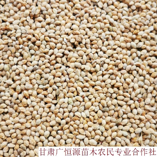 临泽县 供应花棒种子 当年新加工花棒籽种 花棒籽纯黄货