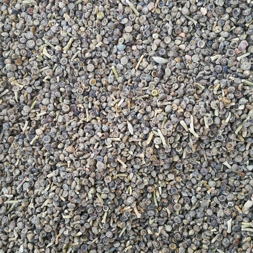 临泽县 供应梭梭种子新加工高纯度梭梭籽一手货源品质保证