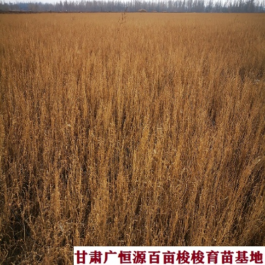 临泽县 供应梭梭 一年生梭梭树苗 梭梭苗育苗基地一手货源