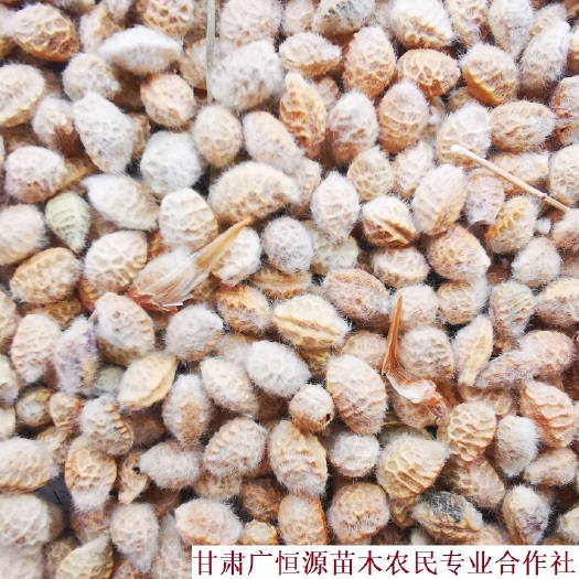 临泽县 供应花棒种子 纯新黄货花棒籽种 苗圃育苗精品桦棒籽