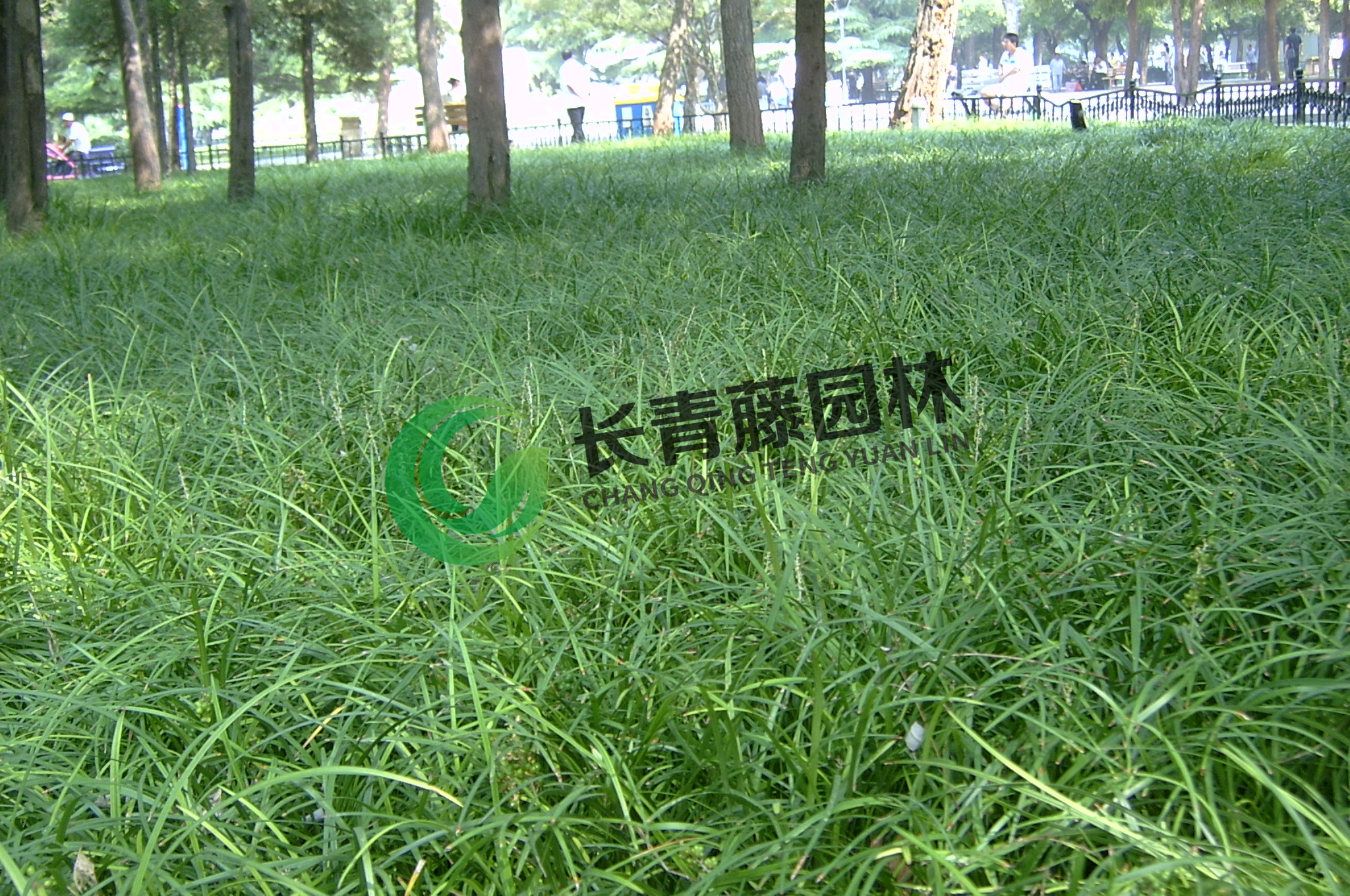 北京 丹麦草  北方林下经典地被植物  长青藤园林  品质保证