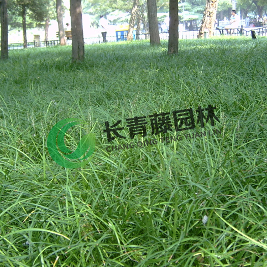  丹麦草  北方林下经典地被植物  长青藤园林  品质保证