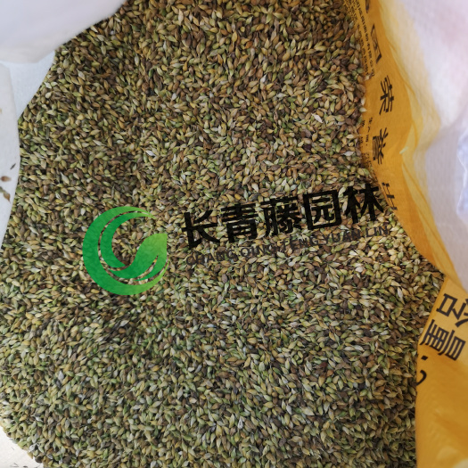 北京 崂峪苔草种子  自采种子 纯度高  长青藤园林  品质保证