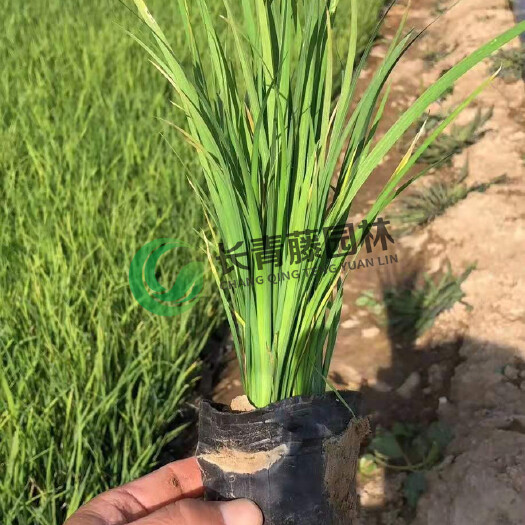 北京马蔺 马莲  盆栽马莲  长青藤园林  品质保证