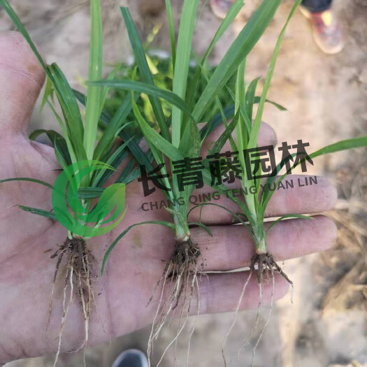 北京崂峪苔草 涝峪苔草   基地直供  欢迎考察