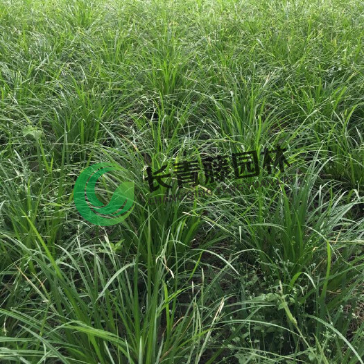 北京崂峪苔草 涝峪苔草   青绿苔草  长青藤园林   品种保证