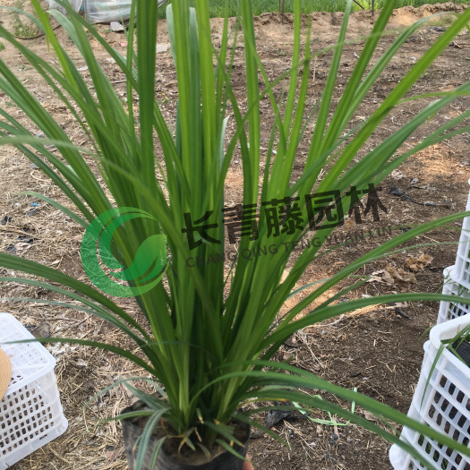 北京崂峪苔草杯苗   种苗  长青藤园林   品种保证