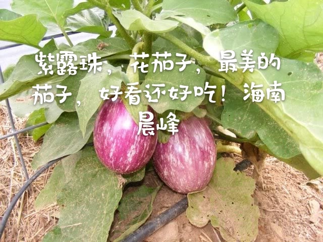 茄子种子  最好花茄—紫露珠