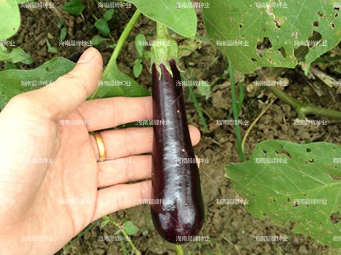 海口茄子种子 迷你茄子—紫手指