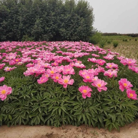 定州市 芍药、带盆芍药