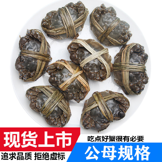 宝应县洪湖市大闸蟹  江苏大闸蟹鲜活 产地直发  直达地包邮