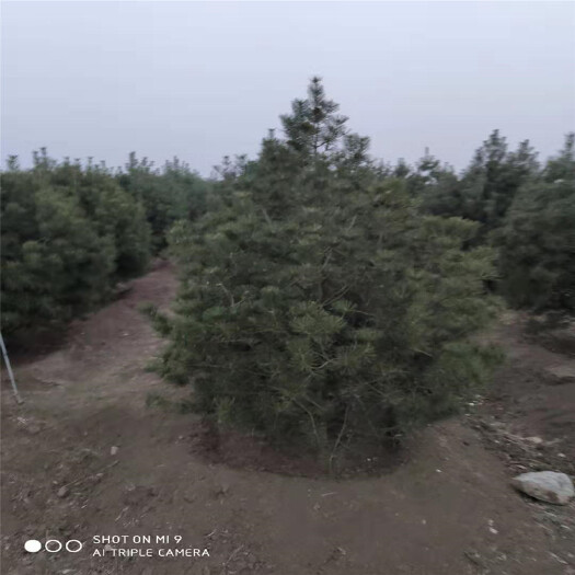 泰安山东白皮松基地山东白皮松价格
