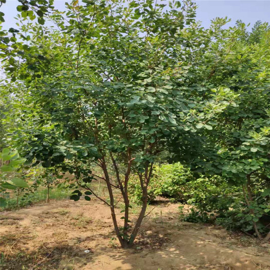 泰安山东丛生黄栌基地畅购无忧好货价低
