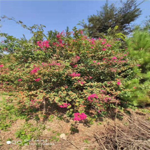 泰安山东丛生紫薇基地大量供应丛生紫薇树苗