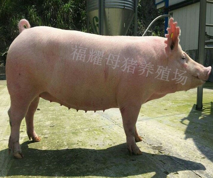 [大白猪批发] 大白母猪,体型漂亮,全国发货,价格980元/头 