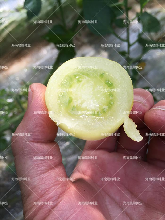 粉果番茄种子 白雪公主，乳白色番茄，无限生长，早熟品种