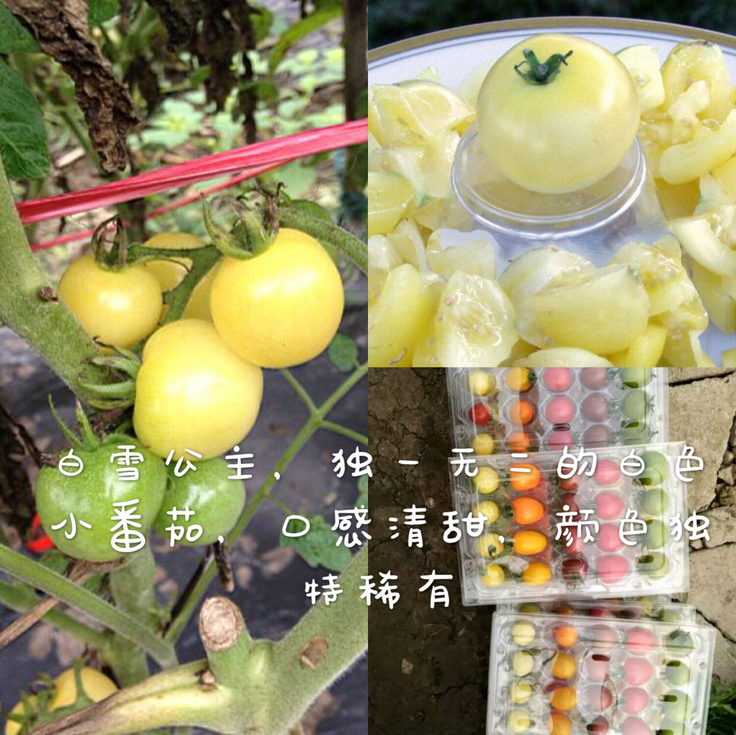 粉果番茄种子 白雪公主，乳白色番茄，无限生长，早熟品种