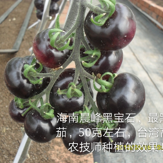 黑珍珠西红柿种子 最黑的番茄品种，黑宝石，颜色独特