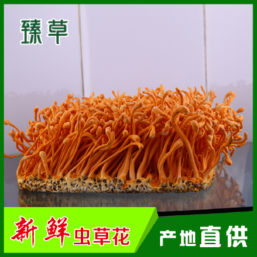 敖汉旗北虫草  产地供应新鲜虫草花现采现发保证新鲜无杂质可发空运500克