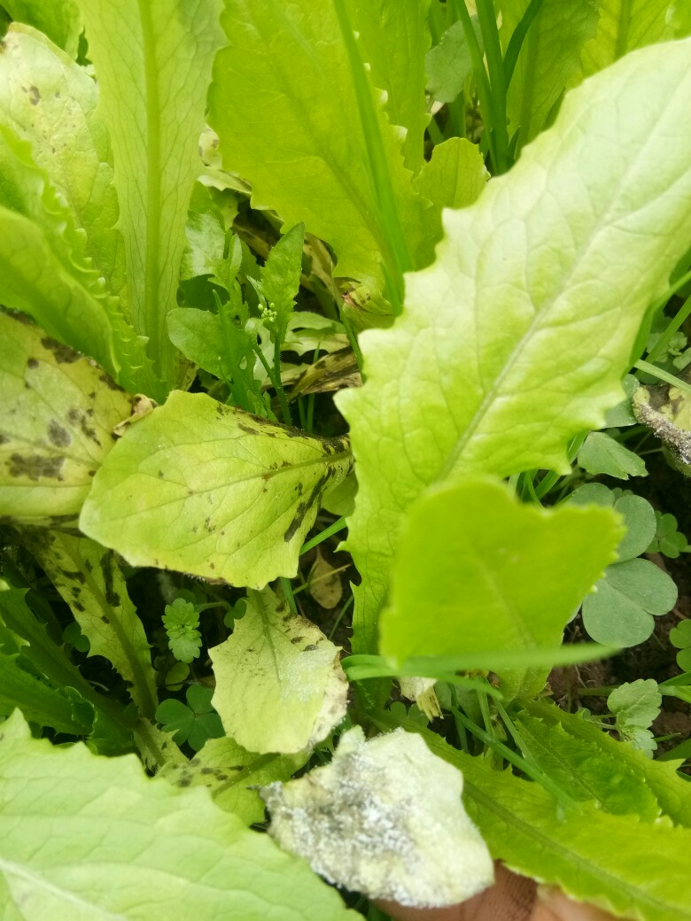 老师你好你看我这油麦菜长的什么虫一片这样死拔去种还能种得活吗就是