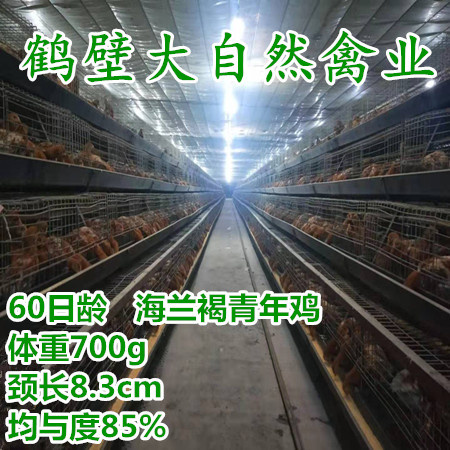 鹤壁海兰褐60天蛋鸡苗
