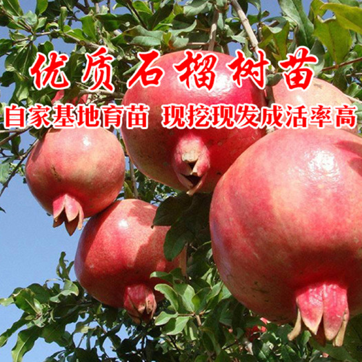 平邑县蒙阳红石榴苗  蒙阳红  突尼斯石榴苗 保证品种 保成活 基地直销